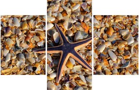 Tablou cu stea de mare (90x60 cm)