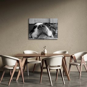 Tablou cu câine (70x50 cm)