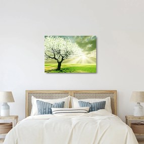 Tablou pe sticlă cu pomul înflorit (70x50 cm)