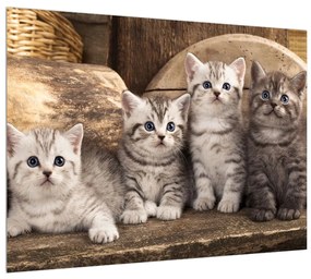 Tablou cu pisici mici (70x50 cm), în 40 de alte dimensiuni noi