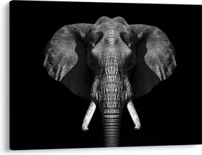 Tablou - Elefant pe fundal negru (70x50 cm)