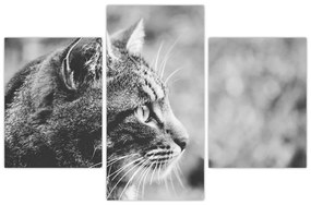 Tablou - Pisica (90x60 cm)