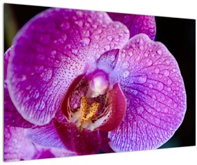 Tablou detailat cu floare de orhidee (90x60 cm)