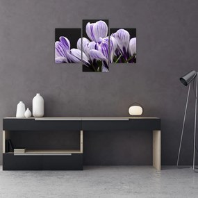 Tablou - Crocus violet (90x60 cm)