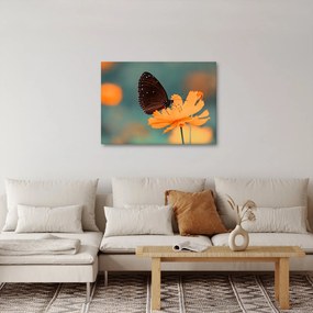 Tablou - fluture pe o floare portocalie (70x50 cm)