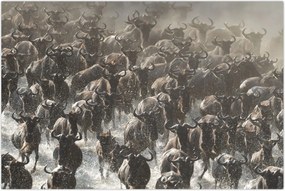 Tablou - Turmă de antilope sălbatice (90x60 cm)