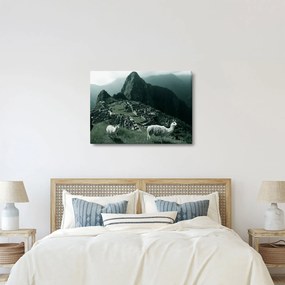 Tablou - Lamas la Machu Picchu în Peru (70x50 cm)