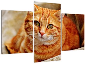 Tablou - Pisica tolenită (90x60 cm)