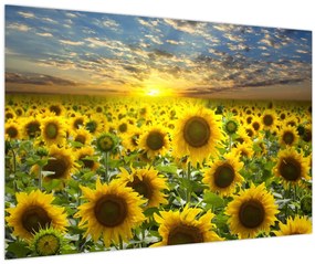 Tablou - Floarea-soarelui la apus de soare (90x60 cm)