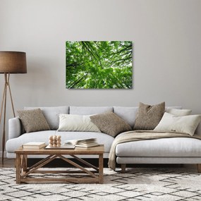 Tablou pe sticlă - privire în coroanele pomilor (70x50 cm)