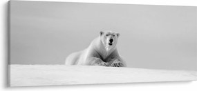 Tablou - Urs polar,alb-negru (120x50 cm)
