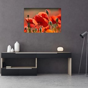 Tablou cu flori de maci (90x60 cm)