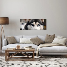 Tablou cu câinele husky (120x50 cm)