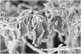 Tablou - Frunze înghețate,alb-negru (90x60 cm)