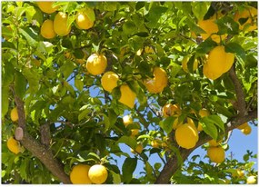 Tablou - Lămâiță (70x50 cm)