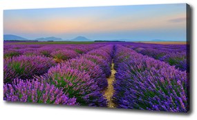 Print pe canvas Câmp de lavandă