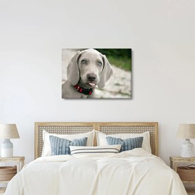 Tablou - cățeluș weimaraner (70x50 cm)