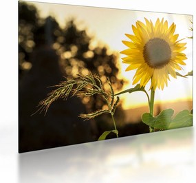 Tablou pe sticlă cu floarea soarelui (70x50 cm)