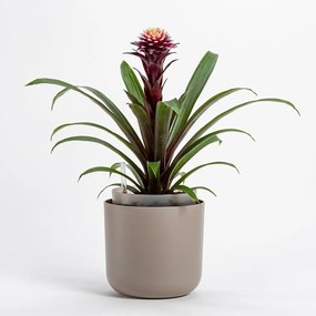 Ghiveci cu auto-irigare Plastia Tolita, maro, diam. 16 cm, diam. 16 cm
