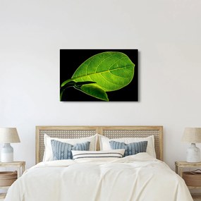 Tablou - frunză verde (90x60 cm)