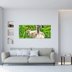 Tablou - lebădă mică în iarbă (120x50 cm), în 40 de alte dimensiuni noi