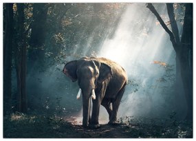 Tablou pe sticlă cu elefant în djunglă (70x50 cm)