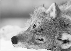 Tablou - Lup,alb-negru (70x50 cm)