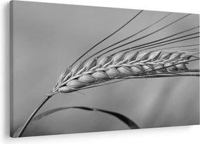 Tablou - Grâu,alb-negru (90x60 cm)