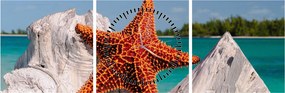 Tablou cu stea de mare (cu ceas) (90x30 cm)