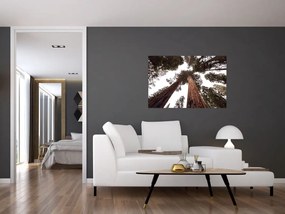 Tablou - Privire prin vârfurile copacilor (90x60 cm)