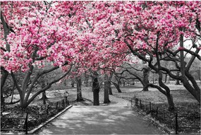 Tablou copacului magnolie (90x60 cm)