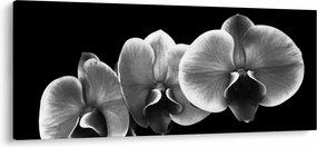 Tablou floare de orhidee (120x50 cm)