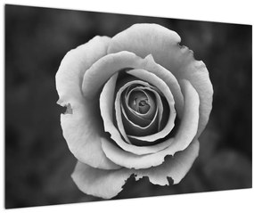 Tablou - Trandafir (90x60 cm)