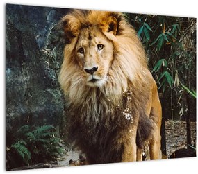 Tablou pe sticlă cu leu în natură (70x50 cm)