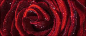 Tablou - Trandafir roșu cu picături de rouă (120x50 cm)