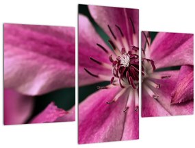 Tablou cu floarea roz de clematis (90x60 cm)