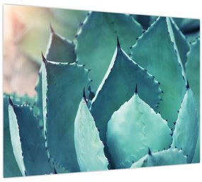 Tablou - Suculent (70x50 cm)