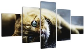 Tablou cu pisica (125x70 cm), în 40 de alte dimensiuni noi