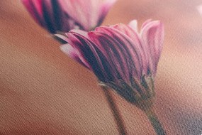 Tablou margarete roz delicate