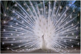 Tablou - Păun alb (90x60 cm)