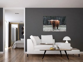 Tablou - Vacă scoțiană 2 (90x60 cm)