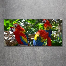 Tablou sticlă acrilică Papagali macaws