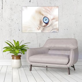 Tablou - Pisicuță (70x50 cm)