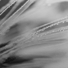 Tablou - Macro,alb-negru (70x50 cm)