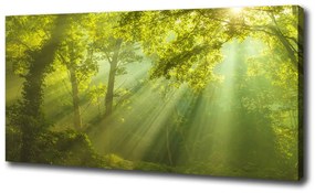 Tablou pe pânză canvas Pădurea în soare