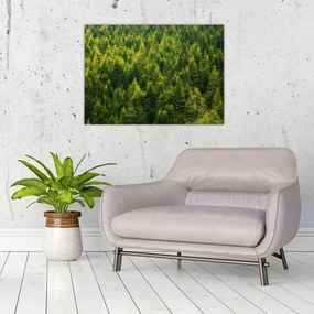 Tablou - Pădure deasă (70x50 cm)