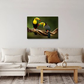 Tablou tucani sezând , Costa Rica (70x50 cm)