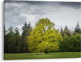 Tablou - Copac verde în câmp (70x50 cm)