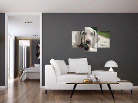 Tablou - cățeluș weimaraner (90x60 cm)