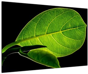 Tablou - frunză verde (90x60 cm)